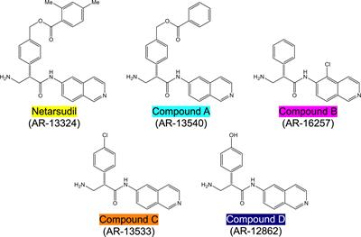 Effects of Netarsudil-Family Rho Kinase Inhibitors on Human Trabecular Meshwork Cell Contractility and Actin Remodeling Using a Bioengineered ECM Hydrogel